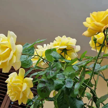 לינה וארוחת בוקר Grace's House 3*